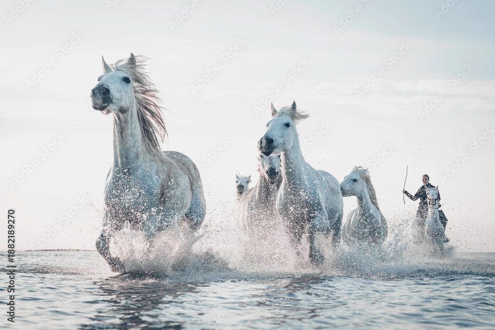Ταπετσαρία White horses of the Camargue running in the surf