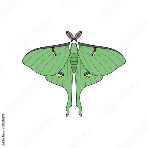 Detailed illustration of a green moth with distinctive markings, showcasing its wings and anatomy