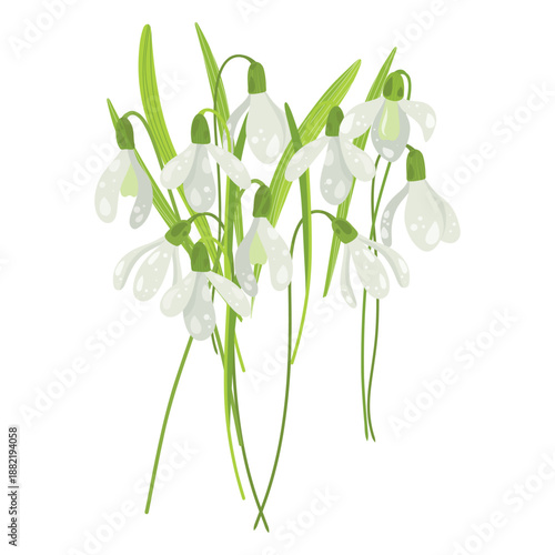 Snowdrop Bouquet, Elegant Spring Floral Vector for Cards. White Snowdrop Stems. Spring Bouquet Illustration, Rustic Floral Art for Packaging