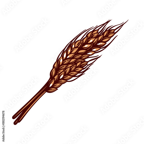 Wheat ear with ripe grain kernels, cereal crop spikelet, natural wheat plant detail, agricultural harvest element, bread ingredient, retro cartoon style, outline vector illustration.