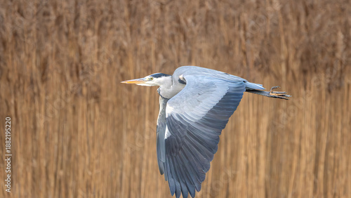 Obraz na plátně Grey Heron flying Over Reeds