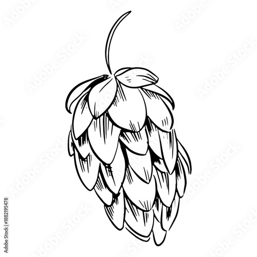 Hop plant drawn simple
