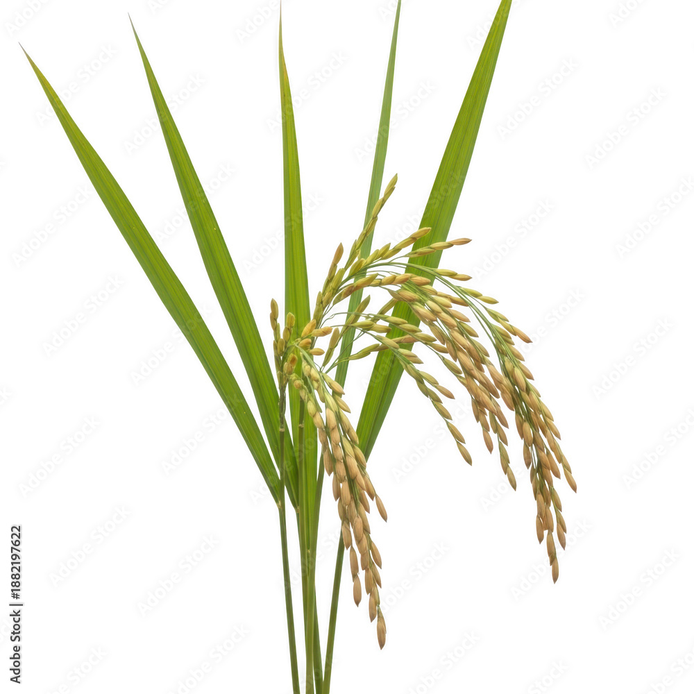 Fototapeta premium Rice plant close-up isolated on transparent background