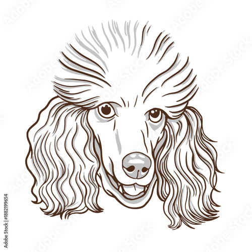 Poodle dog hand drawn