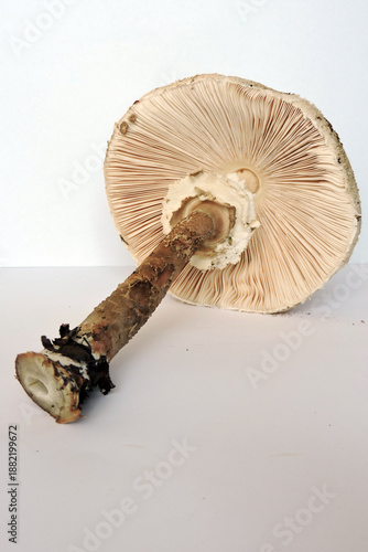 Wallpaper Mural Parasol mushroom underside on a white background Torontodigital.ca