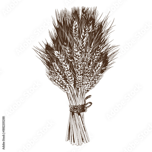 Detailed wheat spikes hand-drawn