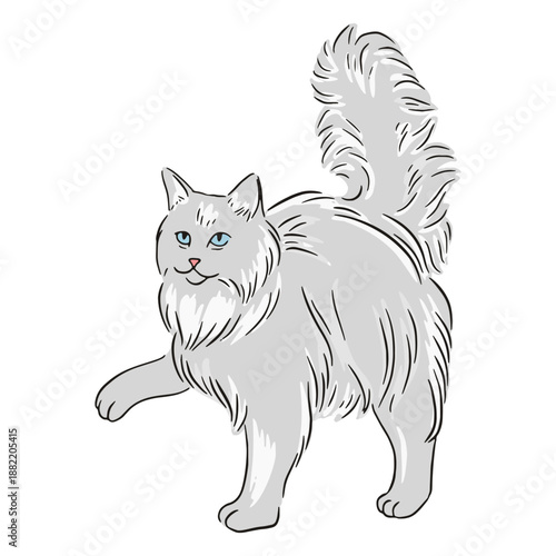 Maine coon paw illustration