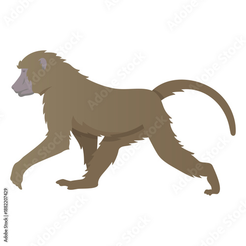 Guinea baboon illustration