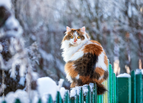 a cute tricolor fluffy cat sitting on a fence in a winter garden in the village