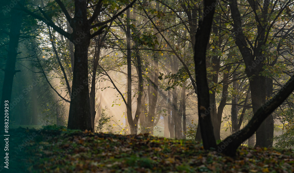 Fototapeta premium autumn forest in the morning