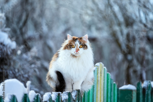 A cute tricolor fluffy cat with yellow eyes sits on a fence in a winter sunny...