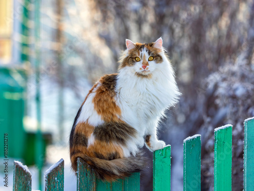 A cute tricolor fluffy cat with yellow eyes sits on a fence in a winter sunny...