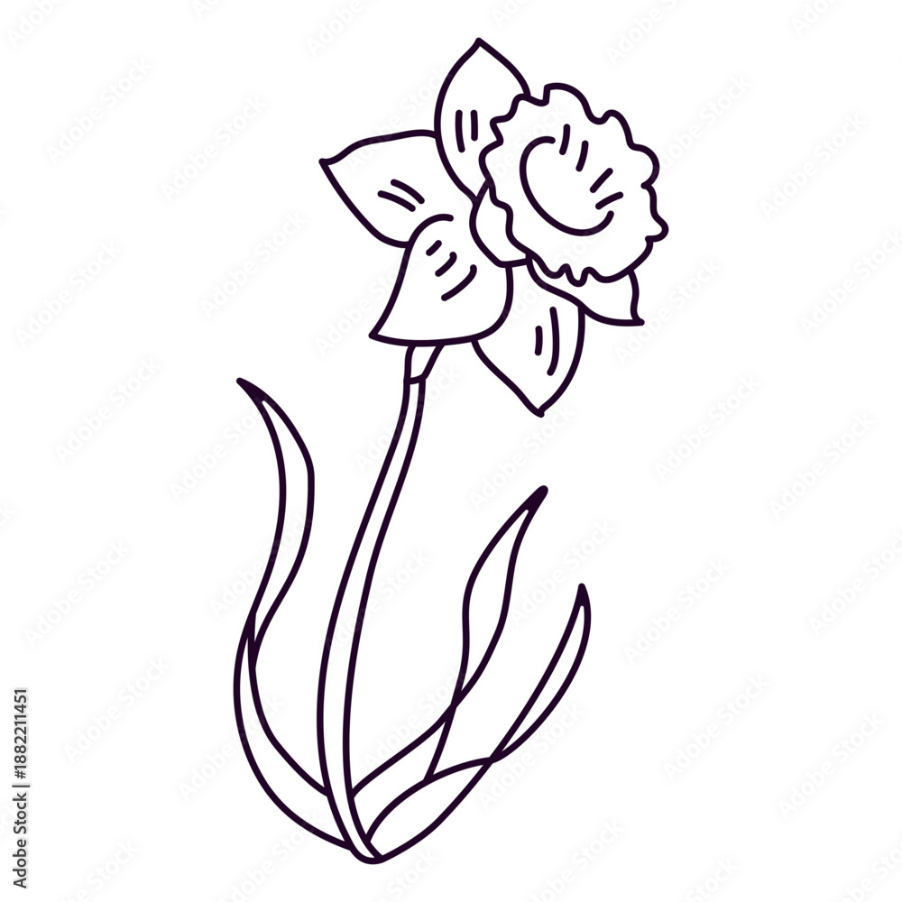 Fototapeta premium Single narcissus flower stroke