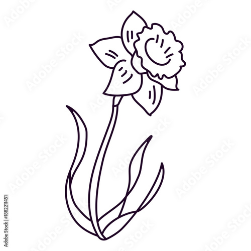 Single narcissus flower stroke