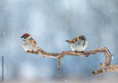 Two birds, house sparrow and field sparrow, sitting in a winter park under th...