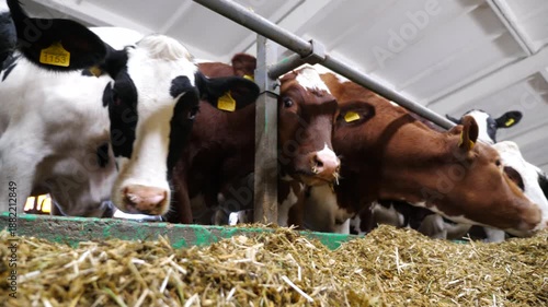 Cows eating hay on modern dairy farm. Cattle chewing fodder at milk factory. Herd of kines feeding by dry grass at cowshed. Concept of agriculture industry and animal husbandry. Slow motion