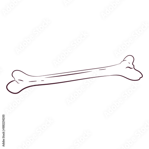 Femur bone hand-drawn