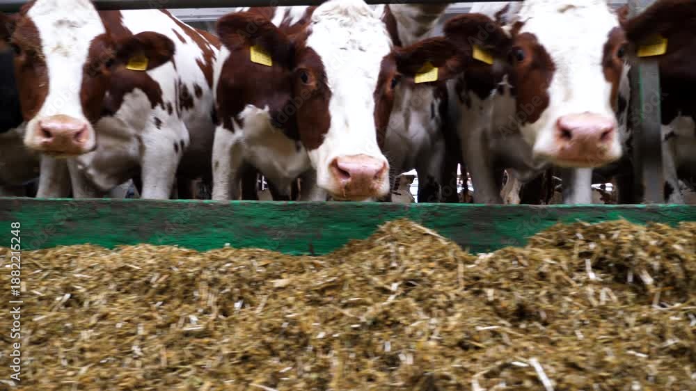 Row of cattle chewing fodder at milk factory. Curious cows look into ...