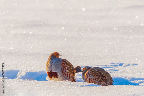 Fotografie A freckle partridge - Perdix perdix on the snow