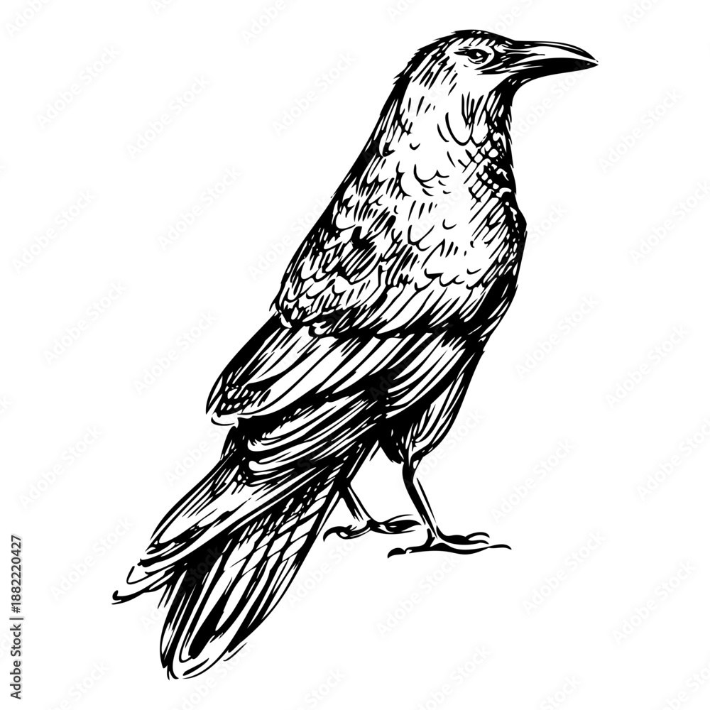 Obraz premium Hand drawn detailed bird