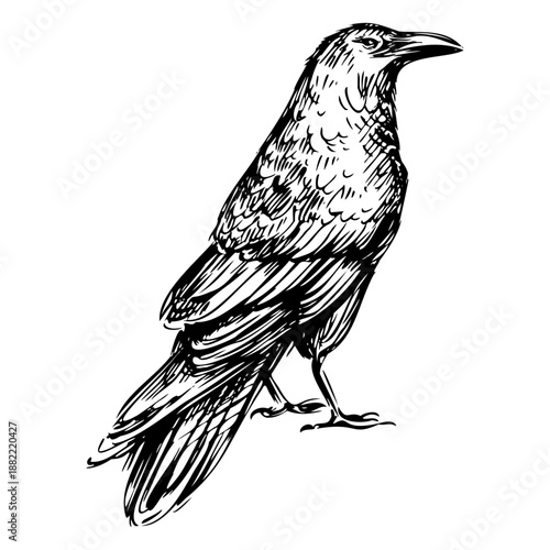 Hand drawn detailed bird