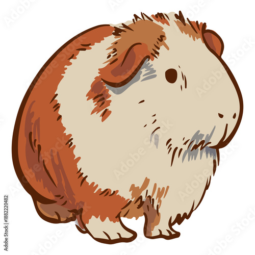 Semi frontal guinea pig illustration