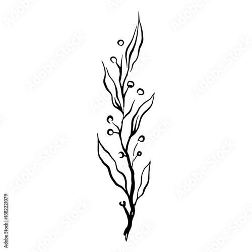 Delicate plant flower drawing