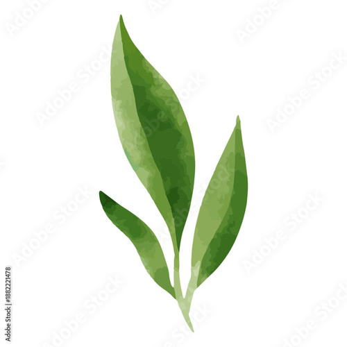 Botanical nature watercolor plant