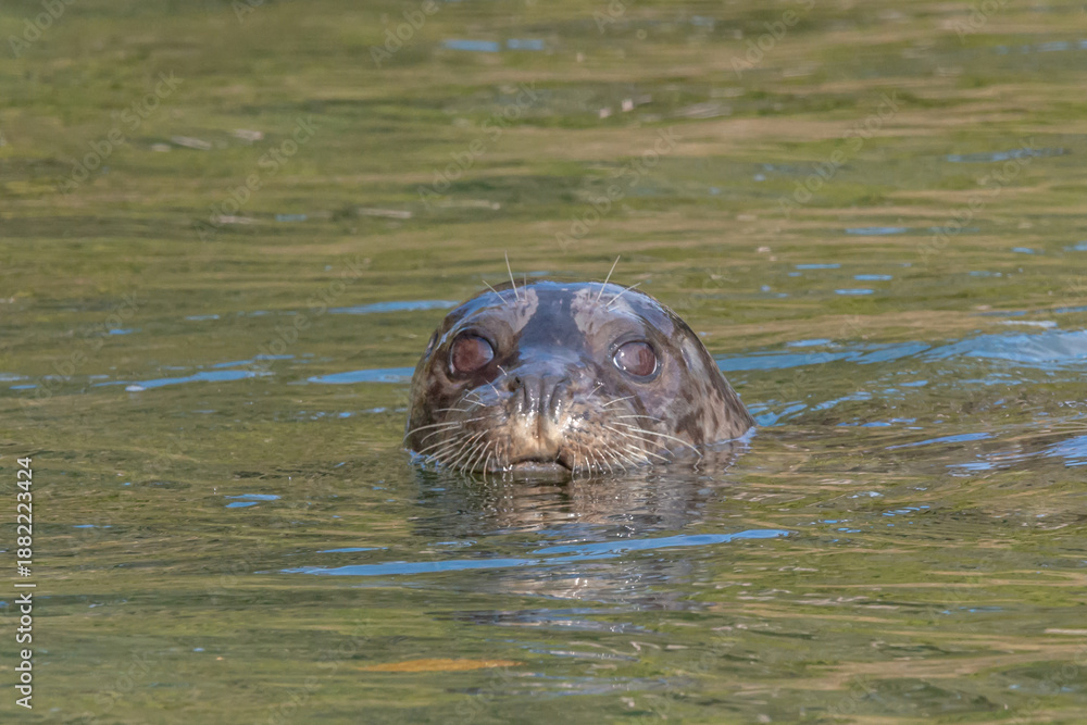 Fototapeta premium Harbour Seal 