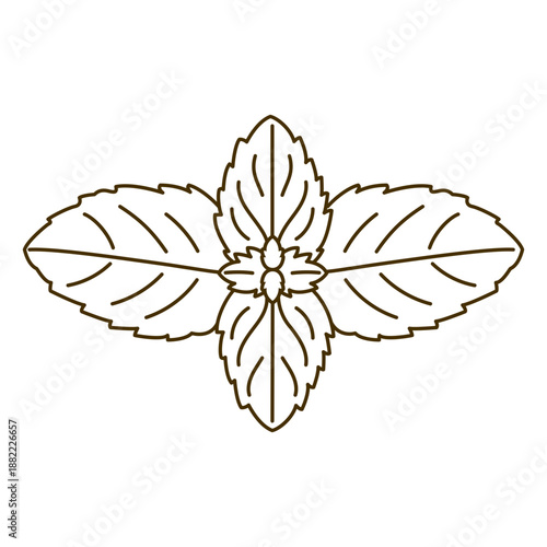 Mint plant leaves topview