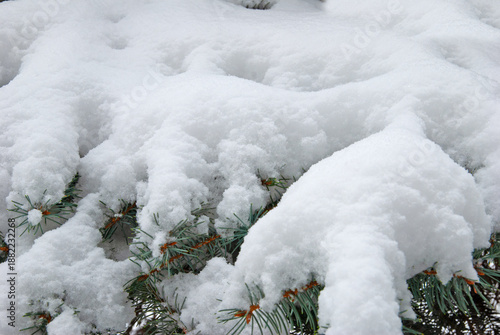 Christmas tree branches under white snow
