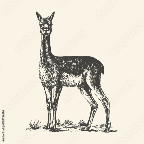 Vintage Hand Drawn Vicuna Illustration, South American Wildlife Engraving Style Art on Neutral Background for Nature and Animal Theme Designs