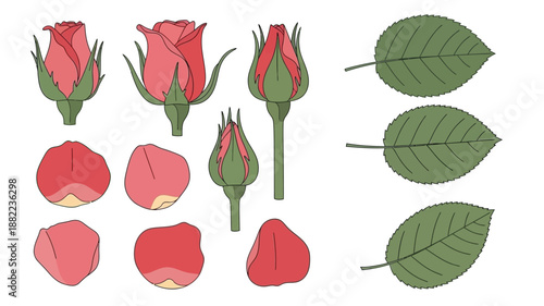 Botanical illustration of roses detailed depictions of buds blooms petals and leaves
