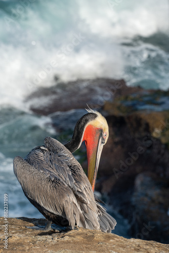 California brown pelican with red bill on sea cliff