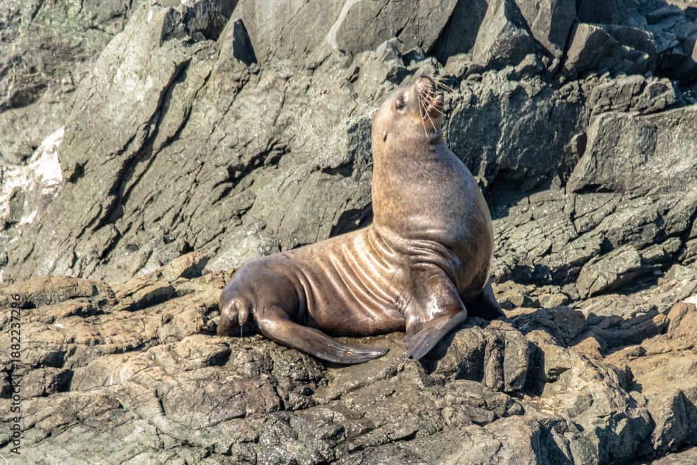 Fototapeta premium Stellar sea lion
