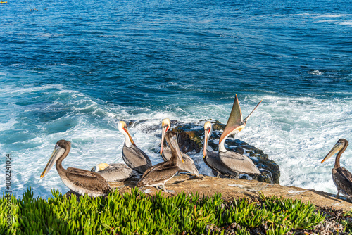 California brown pelican with red bill on sea cliff