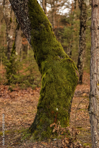 Wallpaper Mural Forest background with coniferous branches and brown pine cones, rustic nature concept Torontodigital.ca