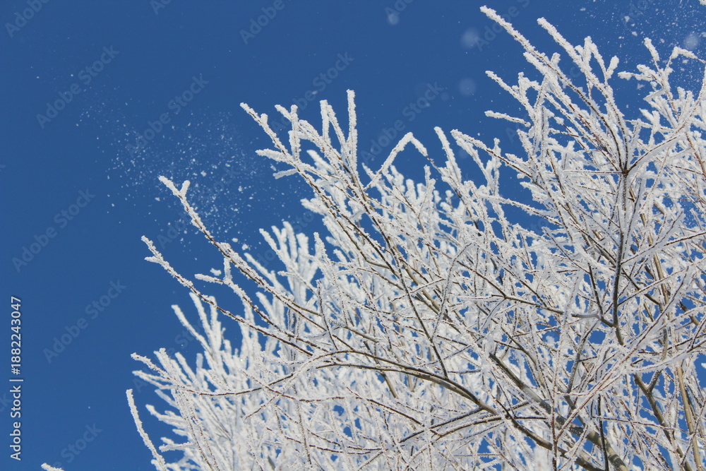 Naklejka premium Snow and rime ice on the branches of bushes. Beautiful winter background with trees covered with hoarfrost. Plants in the park are covered with hoar frost. Cold snowy weather. Cool frosting texture.