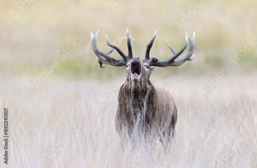 Portrait of a red deer stag roaring during rutting season in autumn