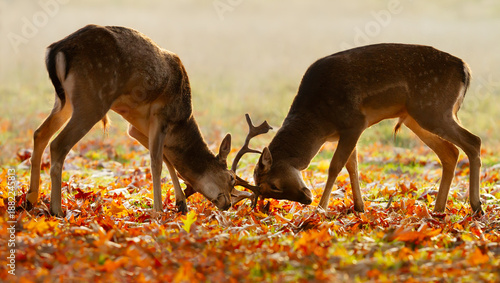 Canvas-taulu Young Fallow deer stags practice fighting during the rutting season in autumn