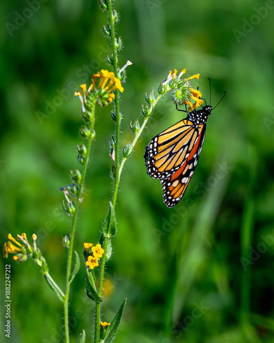 Monarch Butterfly In A Natural Setting