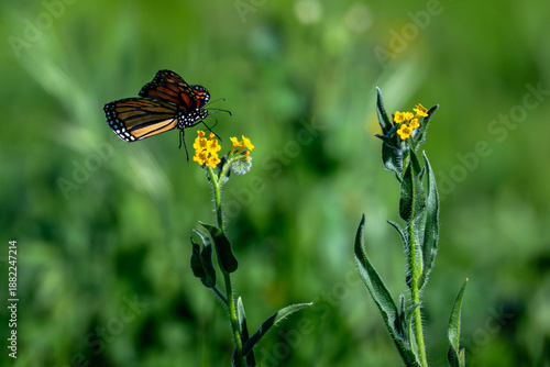 Monarch Butterfly In A Natural Setting
