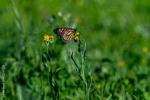 Monarch Butterfly In A Natural Setting