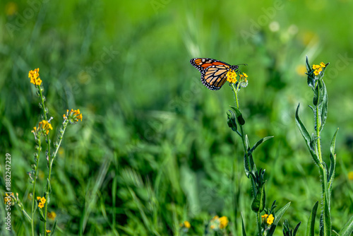 Monarch Butterfly In A Natural Setting