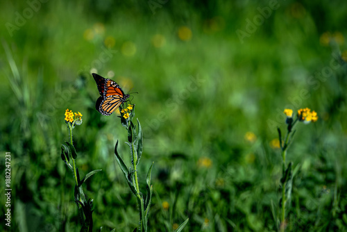Monarch Butterfly In A Natural Setting