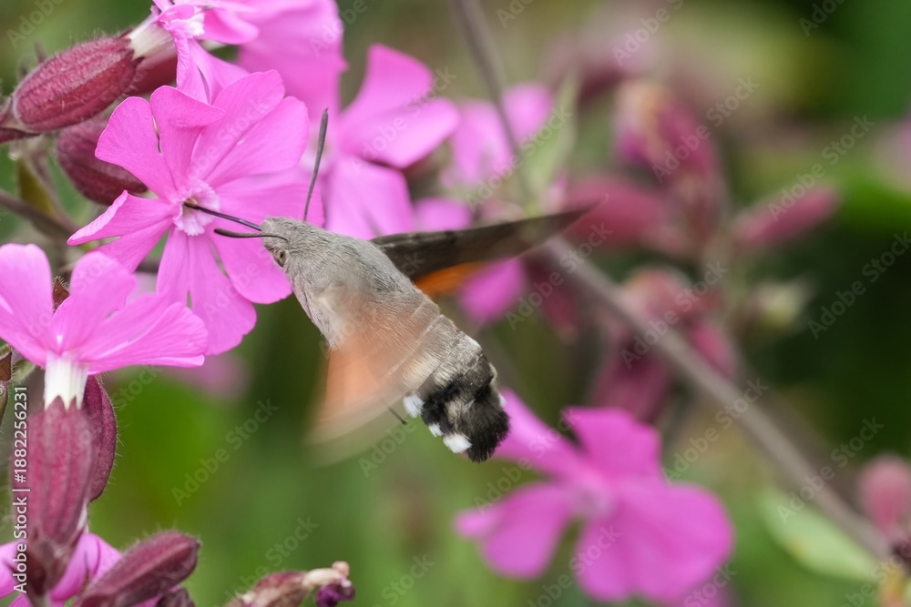 Fototapeta premium Hummingbird Hawk Moth, Macroglossum stellatarum feeding on pink Silene flower