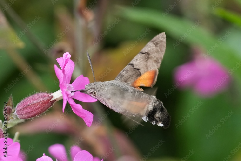 Fototapeta premium Hummingbird Hawk Moth, Macroglossum stellatarum feeding on pink Silene flower