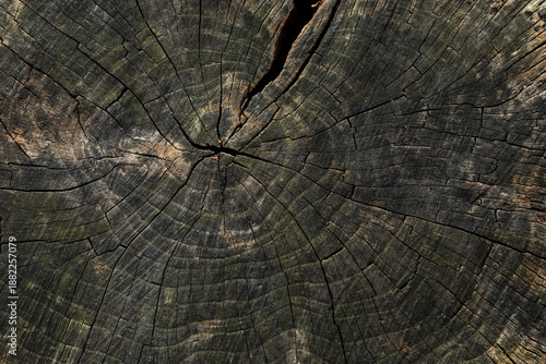 The rough, uneven top surface of an aged hardwood stump worn down by weather conditions, showing visible rings and cracks.