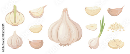 Collection of garlic vector illustrations showing the vegetable in various forms, including whole bulb, peeled clove, sliced, minced, crushed, and young green garlic
