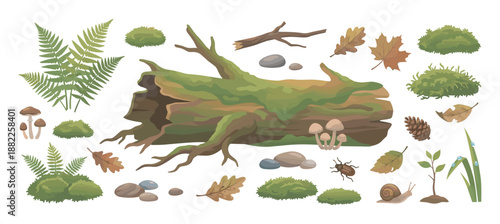 Cartoon forest elements set with a fallen tree log covered in moss, green fern leaves, toadstools, stones, a pinecone, and small insects for nature-themed illustrations